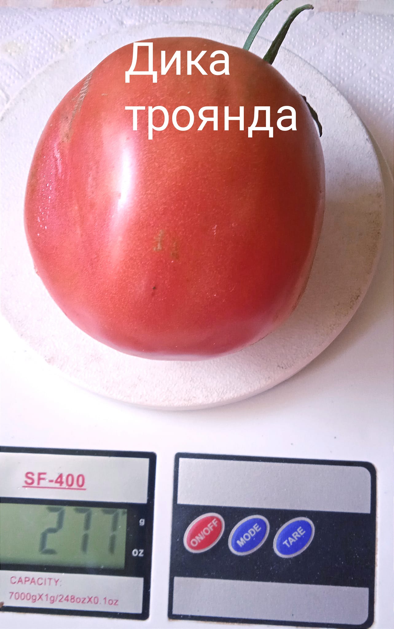 365086215_311755941297519_7502027720871791953_n