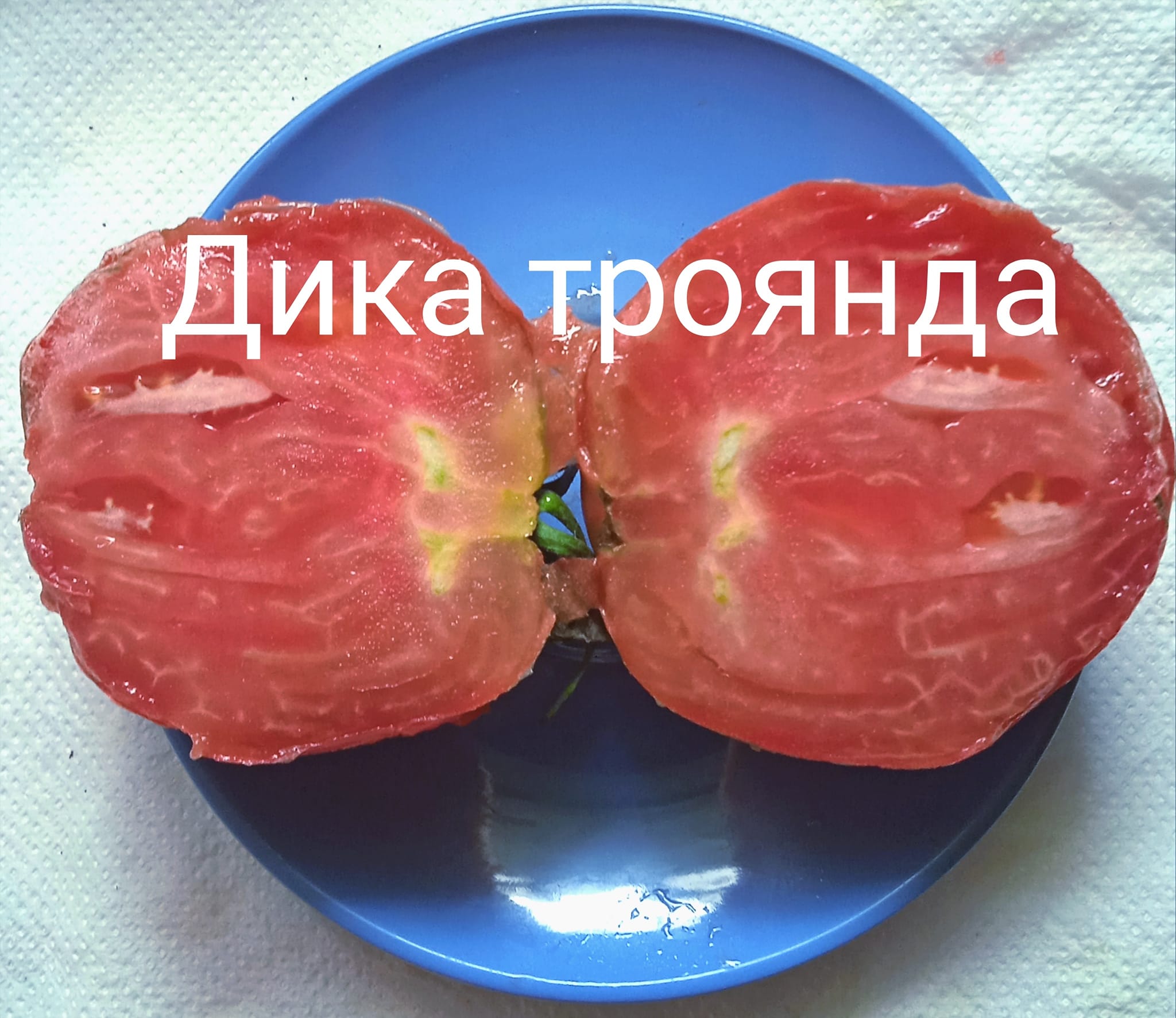 365128607_311755901297523_7630635634824412619_n