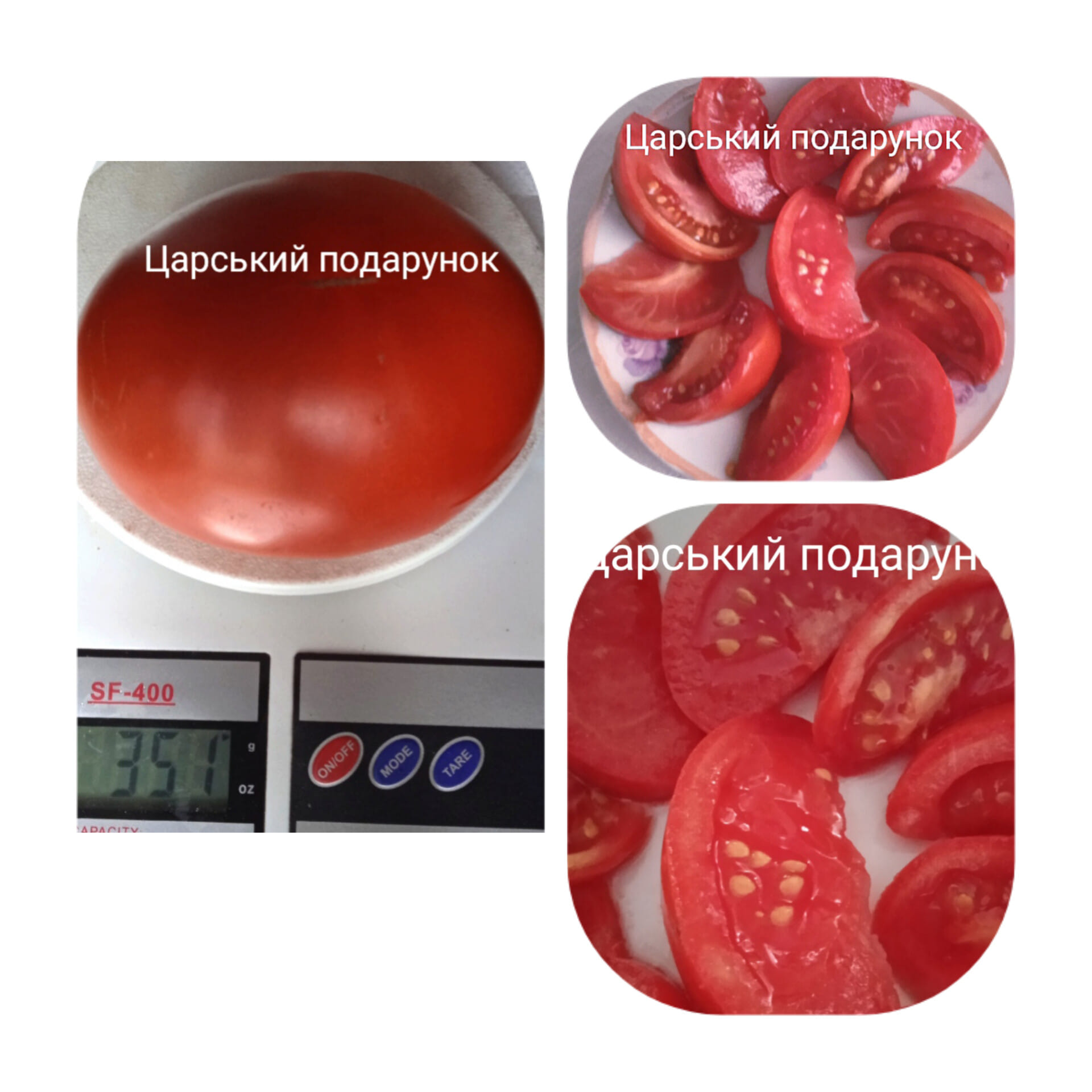 380289575_336330592173387_1377406163587551864_n