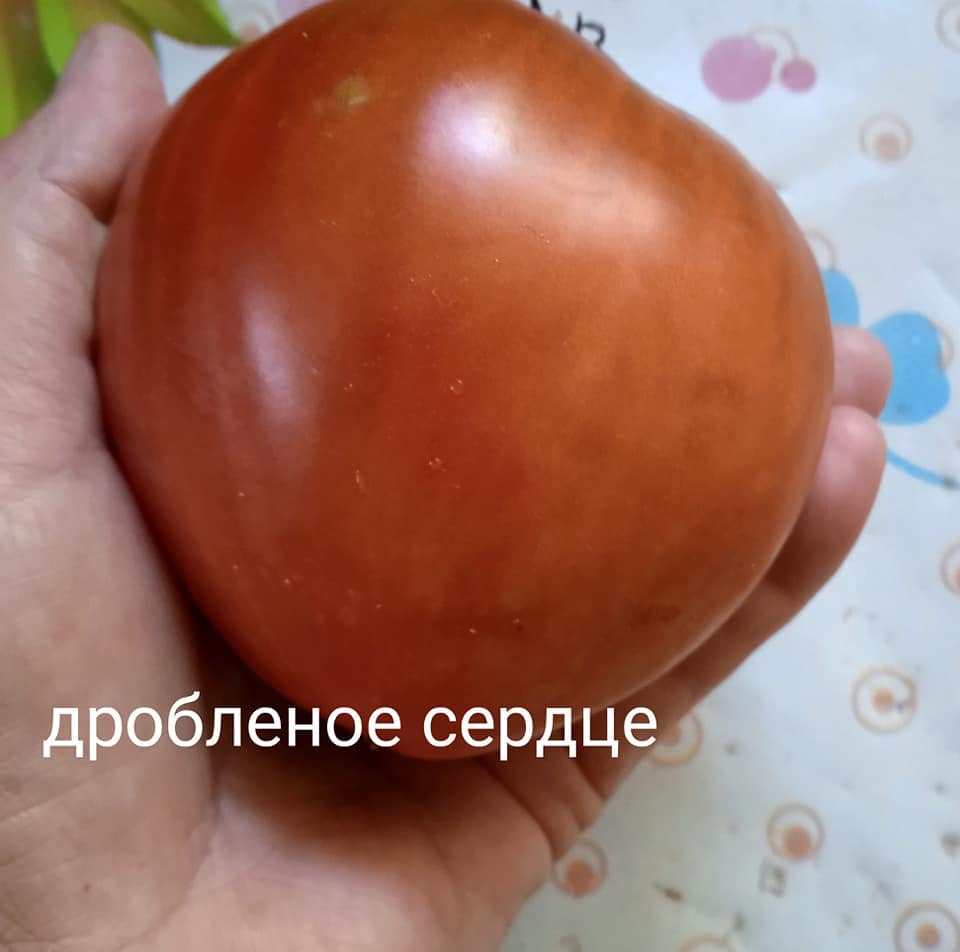 271662632_136691508803964_8384574260459649634_n