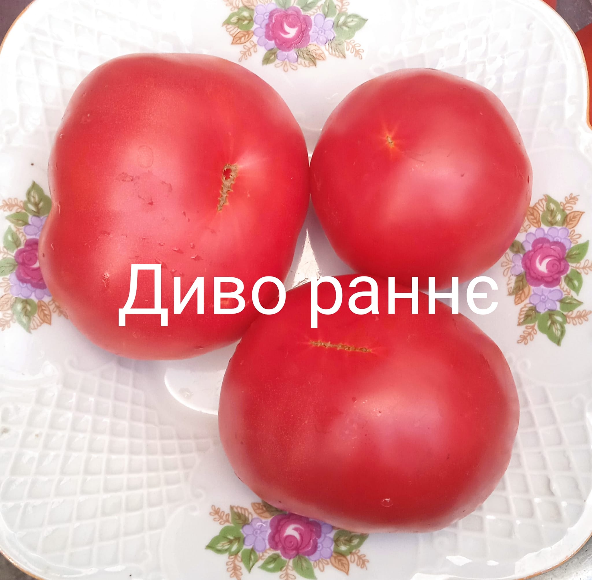 455363263_526258039847307_5009107496301892935_n