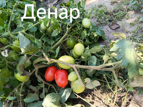 541628017_804065555399886_7715056581553882355_n