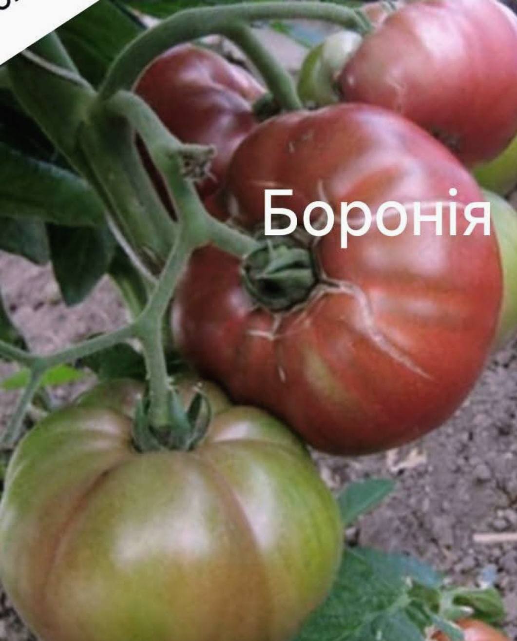 557641957_831759945963780_2393233551356016660_n